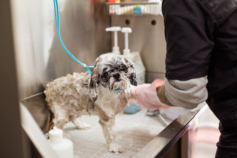 A wet Shih Tzu dog getting washed at a pet grooming station indoors with pink gloves.
